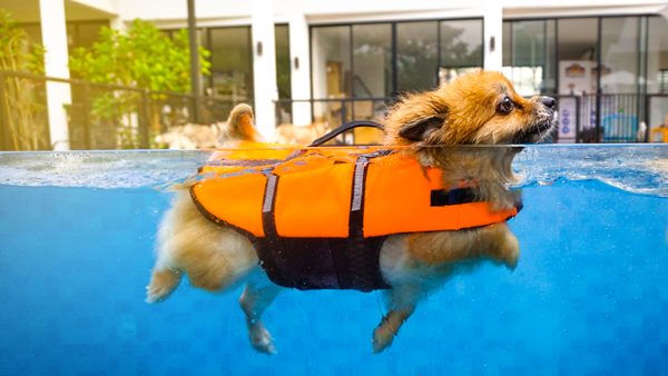 How to Pet Proof your Pool for Puppies and Kittens